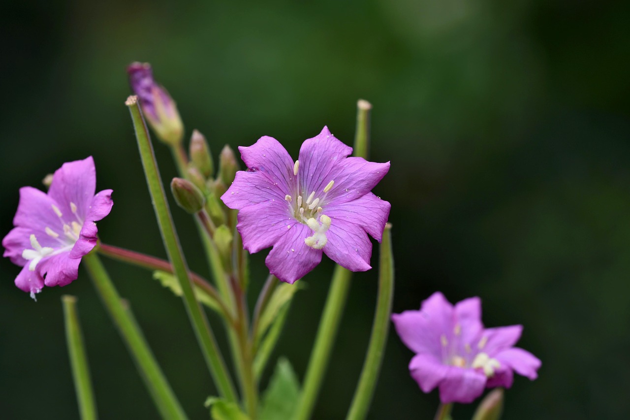 Download free HD stock image of Flower Plant Free Flower Plant photo and picture