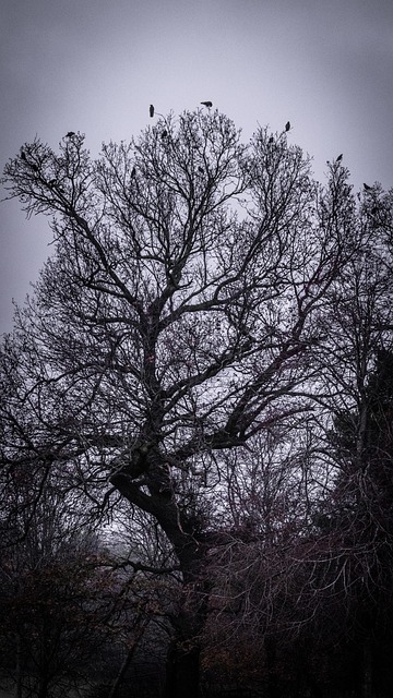 Free Winter Tree photo and picture