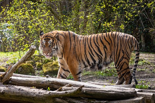 Dyr, Tiger, Dyreliv, Arter, Natur, Fauna