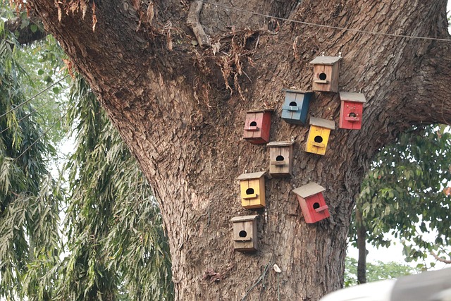Free Bird House Tree photo and picture