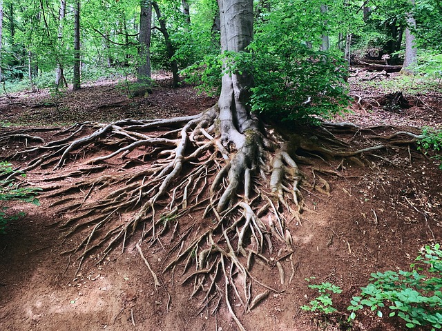 Baum, Natur, Wurzel, Wald, Alt