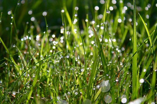 Free Grass Dew photo and picture