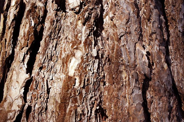 Bark Def Bark Tree Nature - Free photo on Pixabay - Pixabay