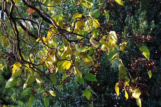 Arbre Japonais Aux Raisins - Photo gratuite sur Pixabay - Pixabay