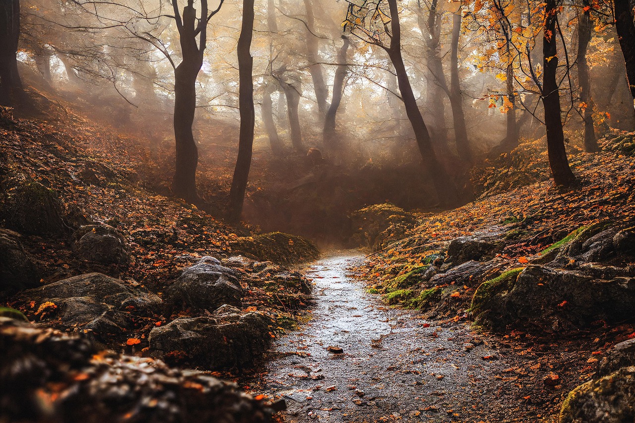 Path - free online jigsaw puzzle photo