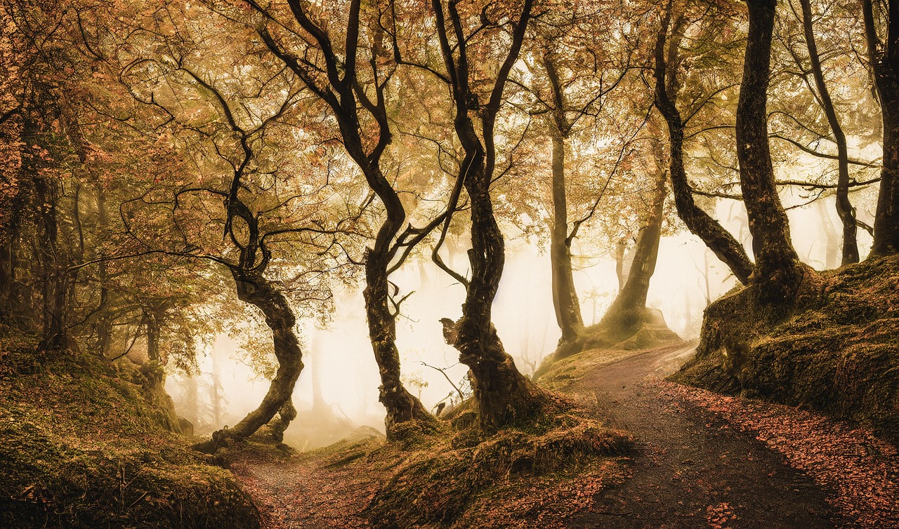 Path - free online jigsaw puzzle photo