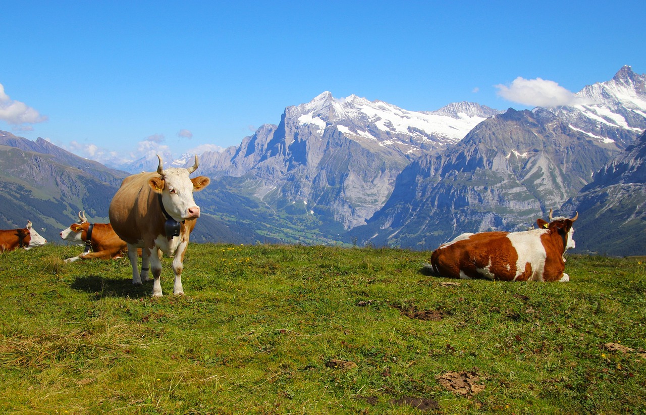 Cows - free online jigsaw puzzle photo