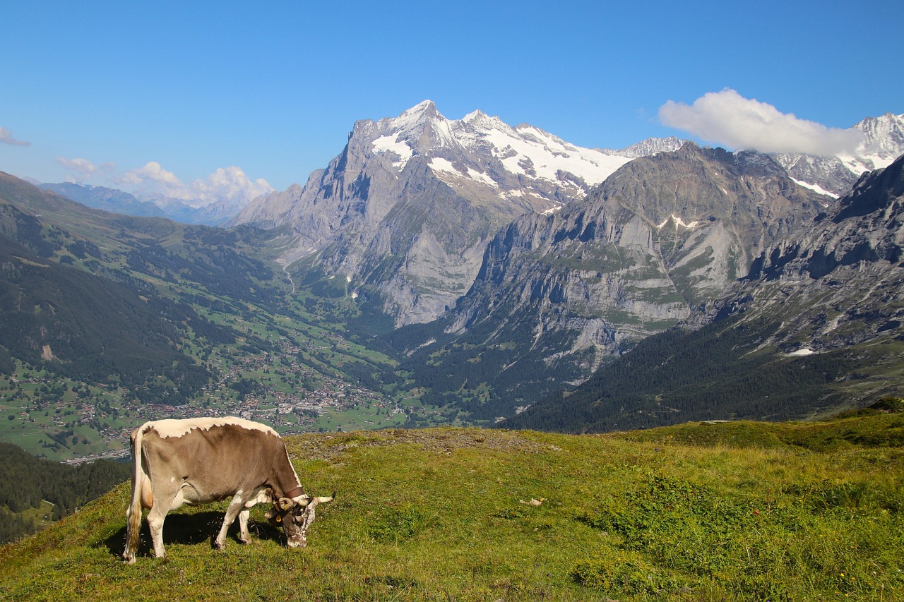 Cows - free online jigsaw puzzle photo