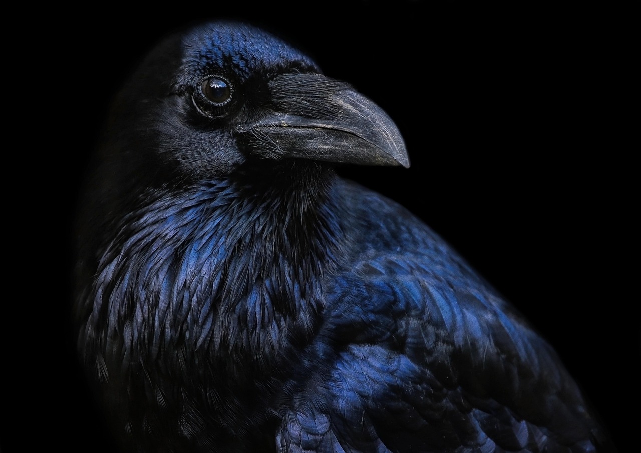 1 000 Free Bi n Raven Raven Images Pixabay