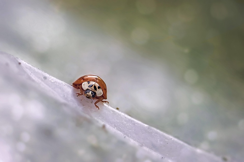 Ladybug Insect Entomology - Free photo on Pixabay