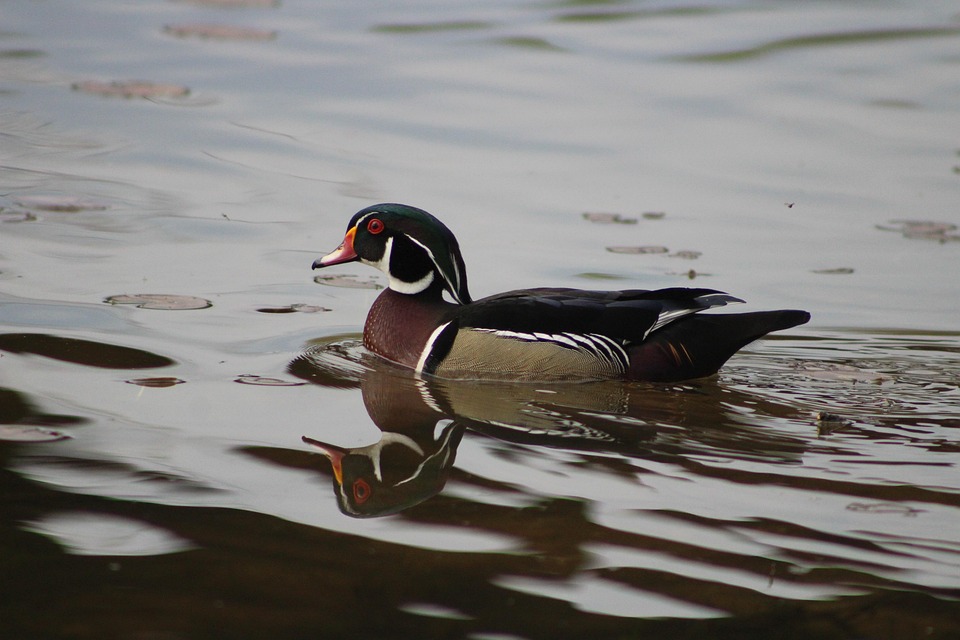 Wood Duck Bird Free photo on Pixabay