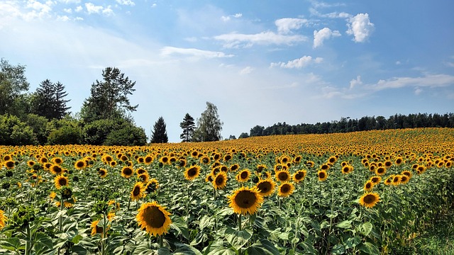 Flower, Sunflowers, Sky, Tree, Green