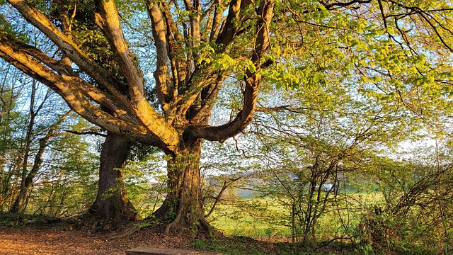 Baum, Sonne, Hügel, Sonnenschein, Natur