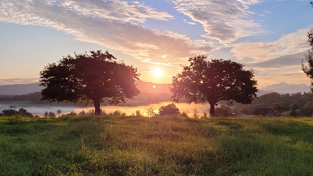 Sonnenaufang, Bäume, Gras, Wolken, Nebel