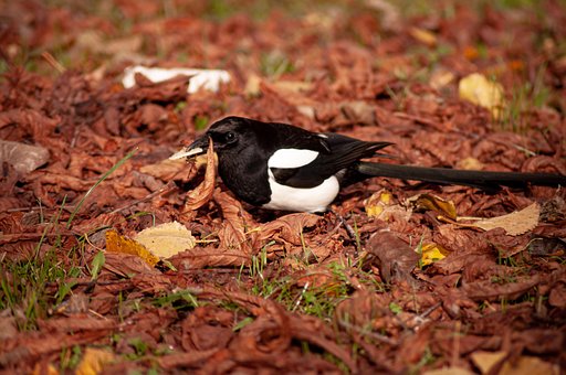 Free Magpie Bird photo and picture