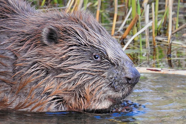 Beaver Rodent Mammal - Free photo on Pixabay