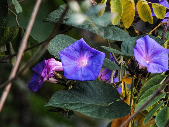Free Flower Purple photo and picture
