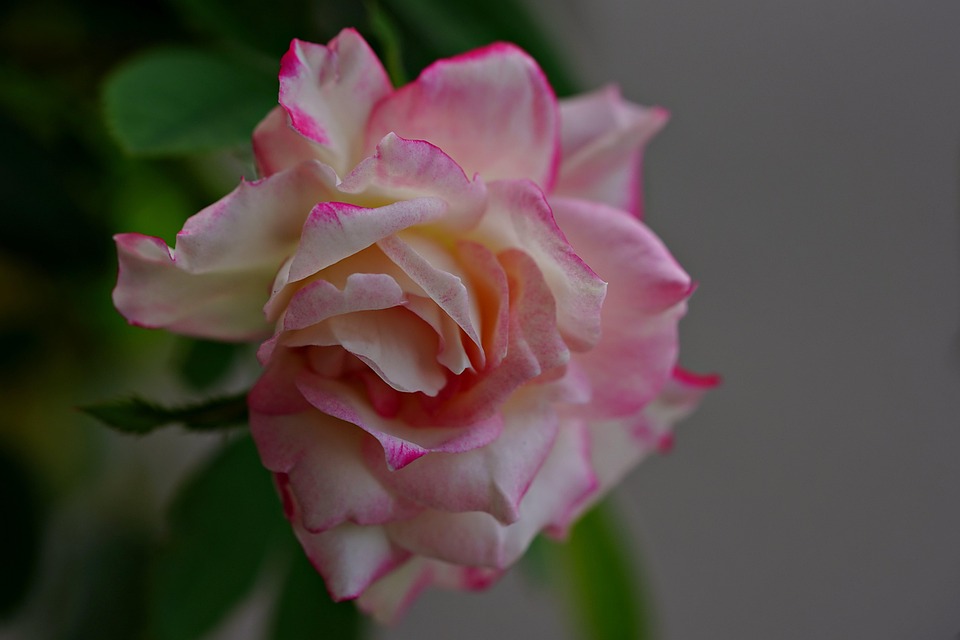 Rose Flower Plant Bicolor - Free photo on Pixabay - Pixabay
