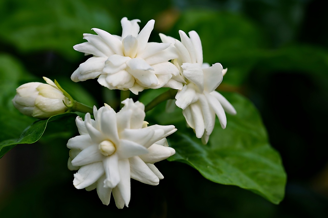 Jasmine Flowers Plant Free photo on Pixabay Pixabay