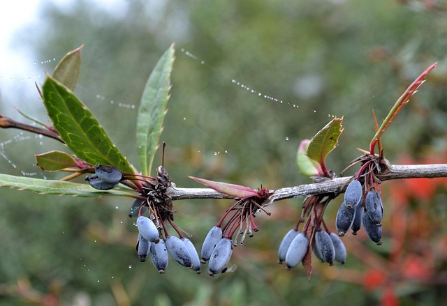 Free Fruit Blueberry photo and picture