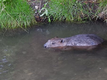 Free Beaver Animal photo and picture