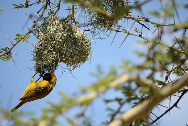 Free Bird Plumage photo and picture