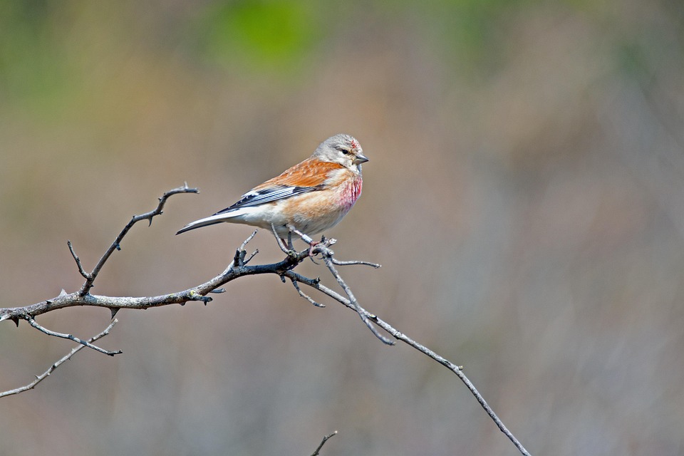 Linnet Bird Branch - Free photo on Pixabay - Pixabay