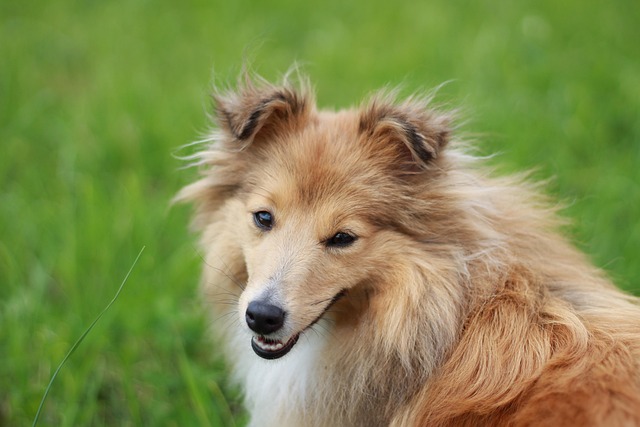 Hund, Shetland Sheepdog, Guldsable