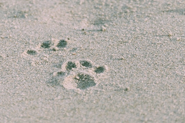 Free Sand Paw Prints photo and picture Free Sand Paw Prints photo and picture