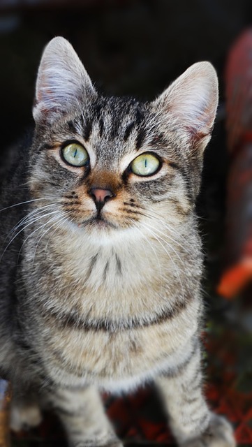 Katze, Kätzchen, Haustier, Hauskatze