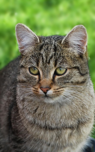 Katze, Tier, Hauskatze, Kater