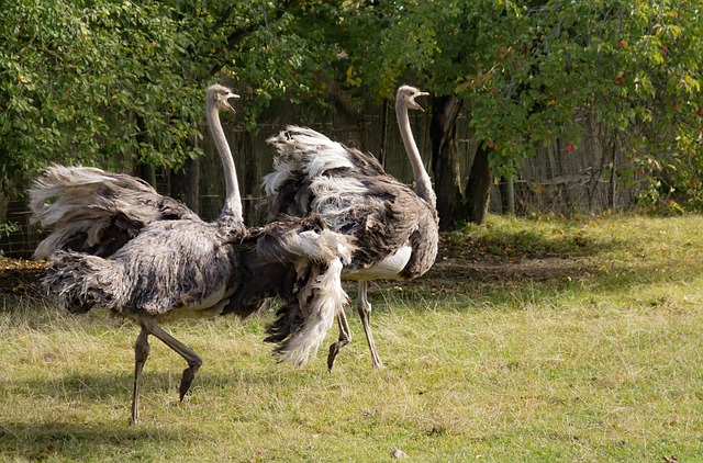 Free Ostrich Bird photo and picture