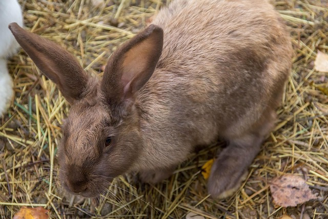 Free Rabbit Animal photo and picture