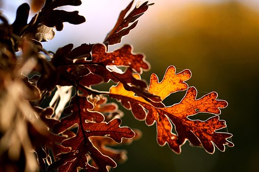 Oak Tree Forest - Free photo on Pixabay