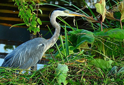 Free Heron Bird photo and picture
