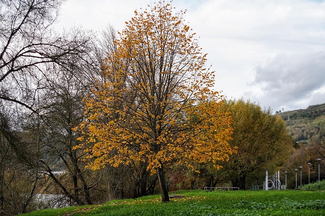 Free Tree Leaf photo and picture