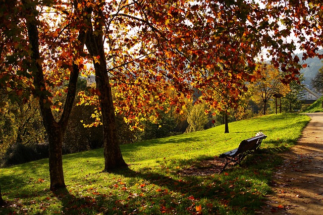 Free Path Green photo and picture