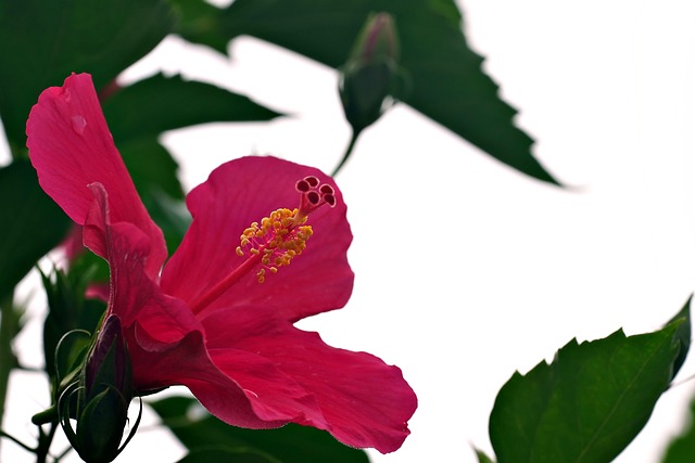 400,000+ Free Hibiscus Flower & Hibiscus Images - Pixabay