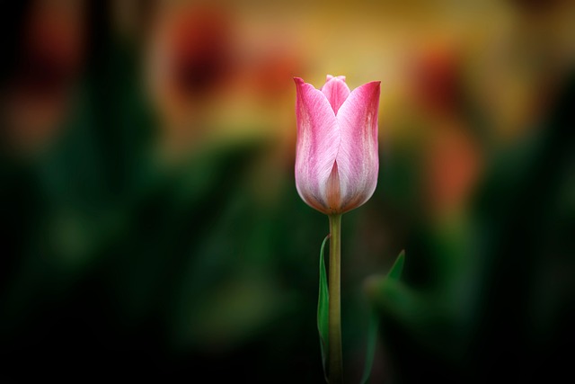 Tulp, Bloemen Achtergrond