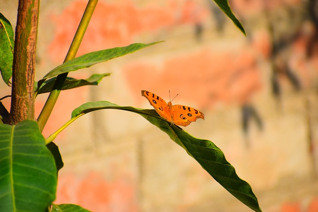 Free Wildlife Nature photo and picture