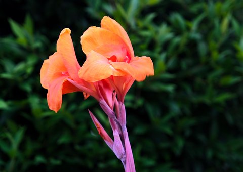 0以上の無料カンナ 花画像 Pixabay
