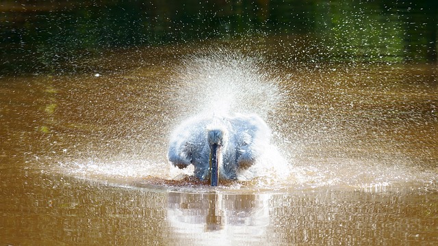 Free Pelican Birds photo and picture