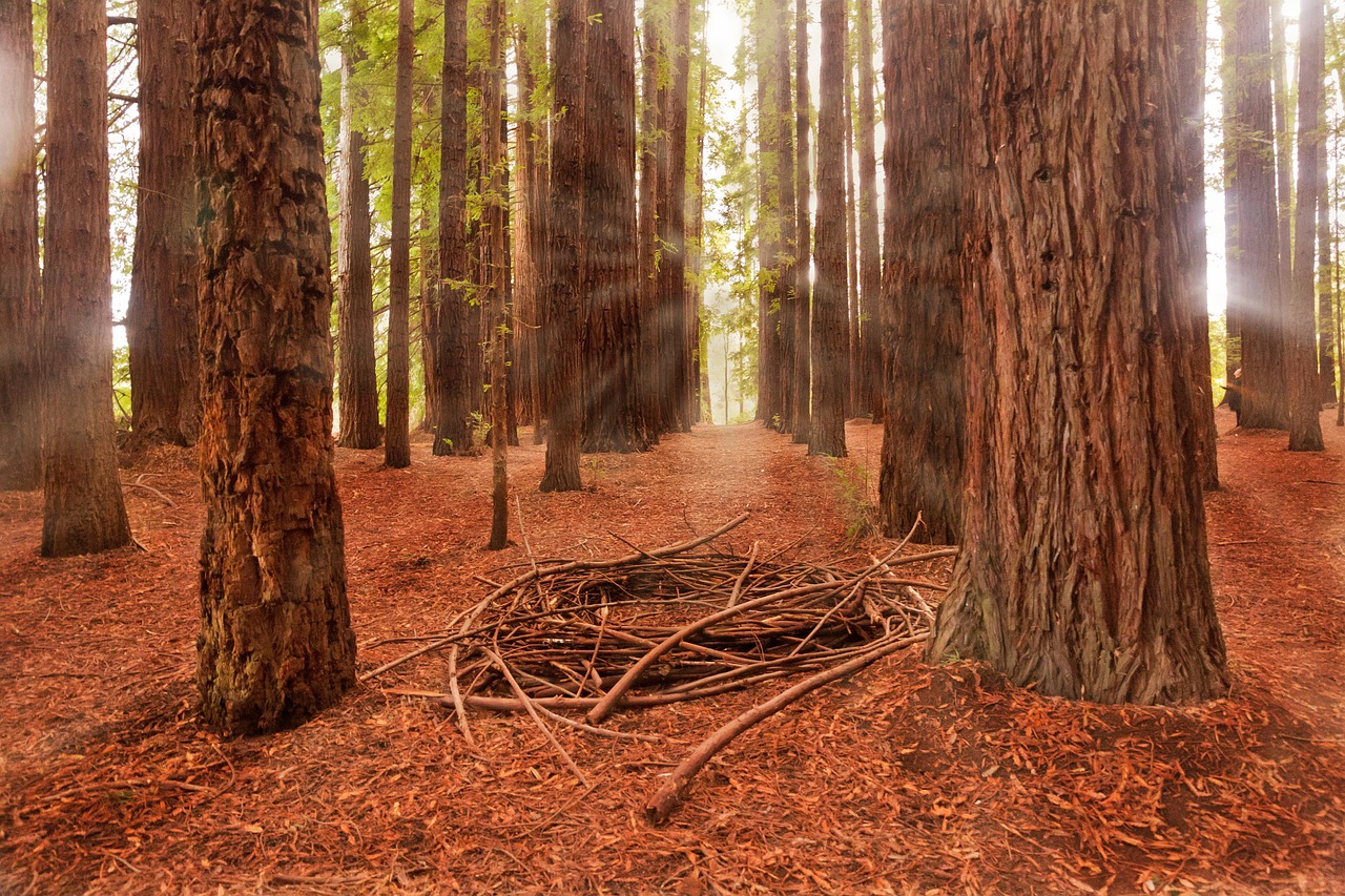 Free Forest Trees photo and picture