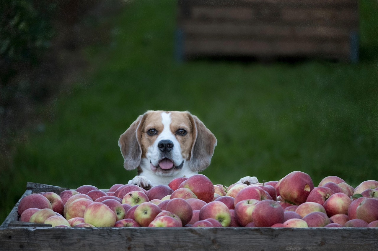 Dog - free online jigsaw puzzle photo