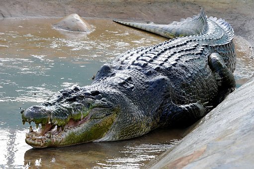 Free Crocodile Alligator photo and picture