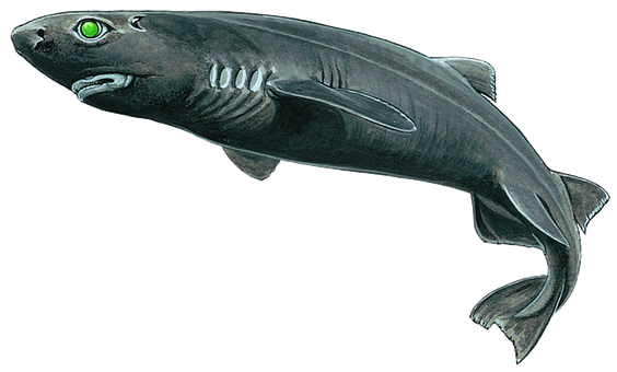 Free Roquin Fish illustration and picture