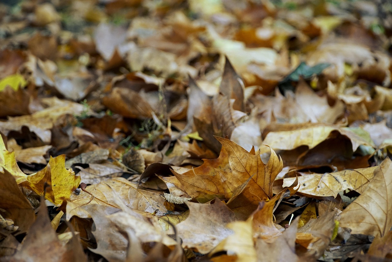 나뭇잎 가 잎 숲 낙된 - Pixabay의 무료 사진 - Pixabay