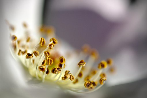 Free Forest Nature photo and picture