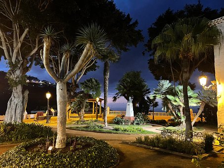 Dragetræ, Tenerife, Icod De Los Vinos