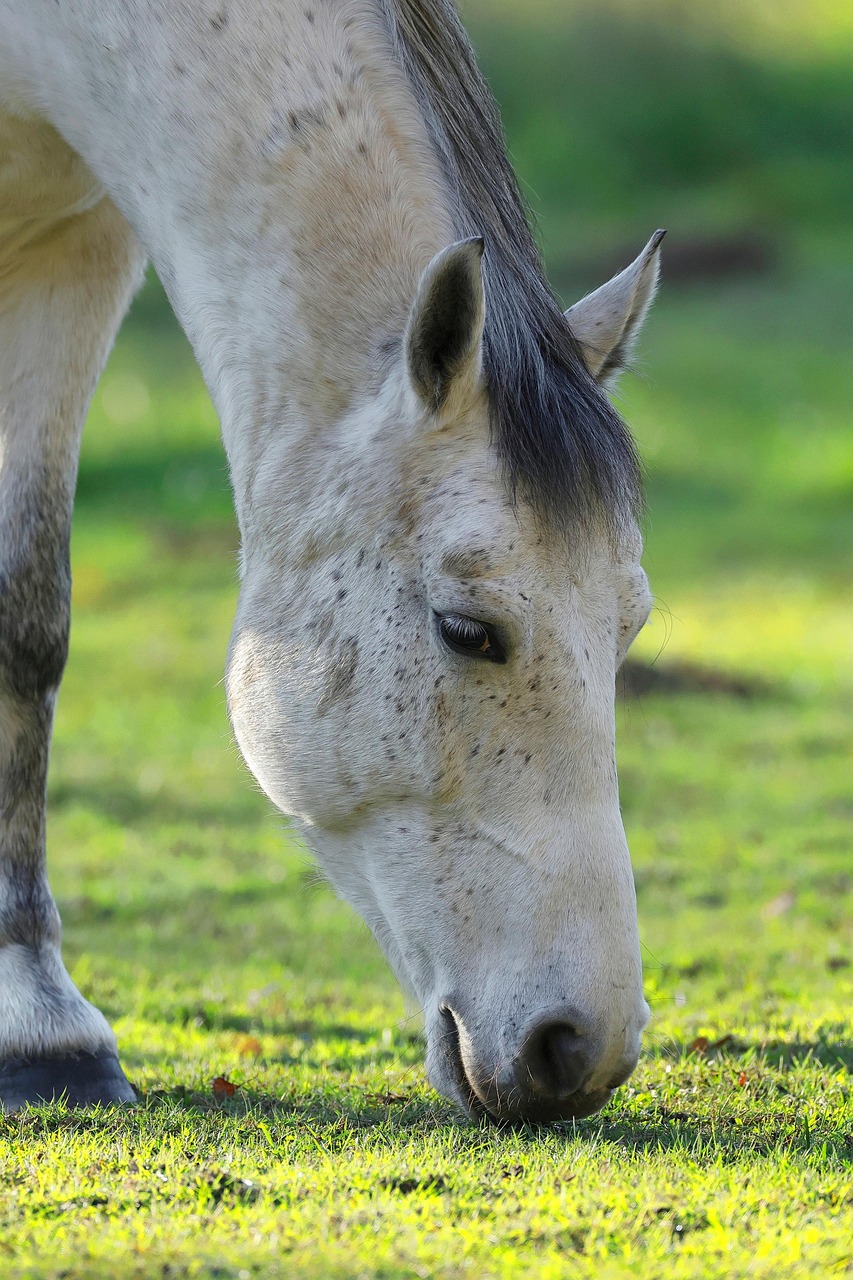 Neigh Image Horse Grazing Neigh - Free photo on Pixabay